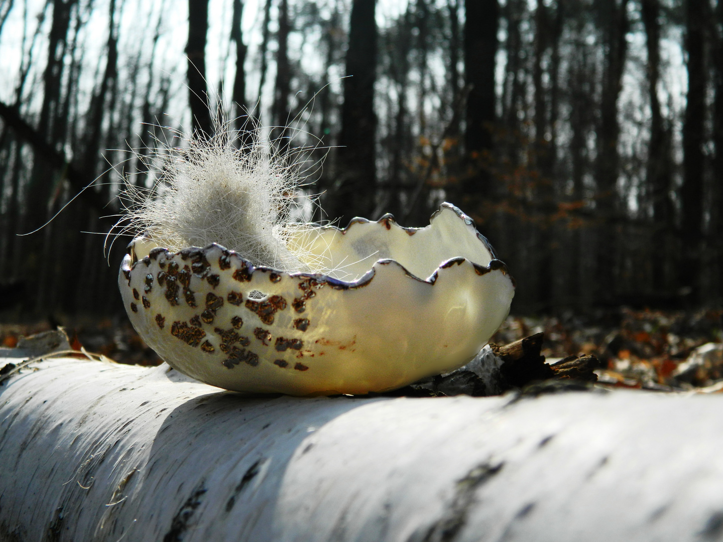 Ostergrüsse aus dem Wald 