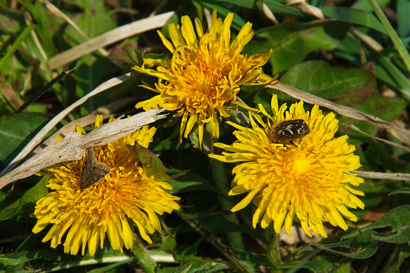 " Ostergrüße aus der Natur "