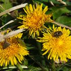 " Ostergrüße aus der Natur "