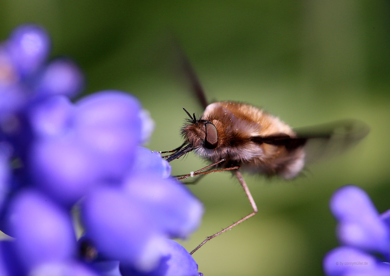 Ostergruß Foto & Bild | spezial, natur, insekten Bilder auf fotocommunity