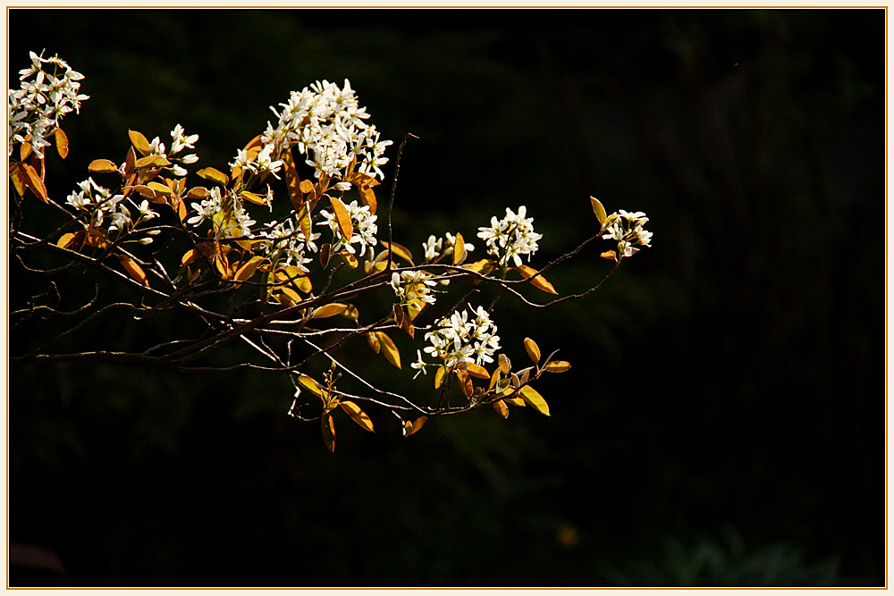 Ostergruß Foto & Bild | pflanzen, pilze & flechten, sträucher, natur