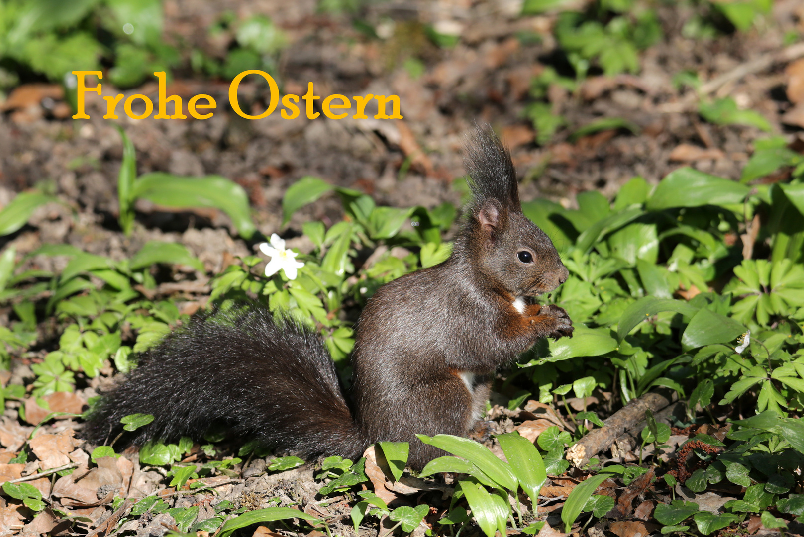 Ostergruss Foto & Bild | tiere, wildlife, wildlife: sonstige tiere