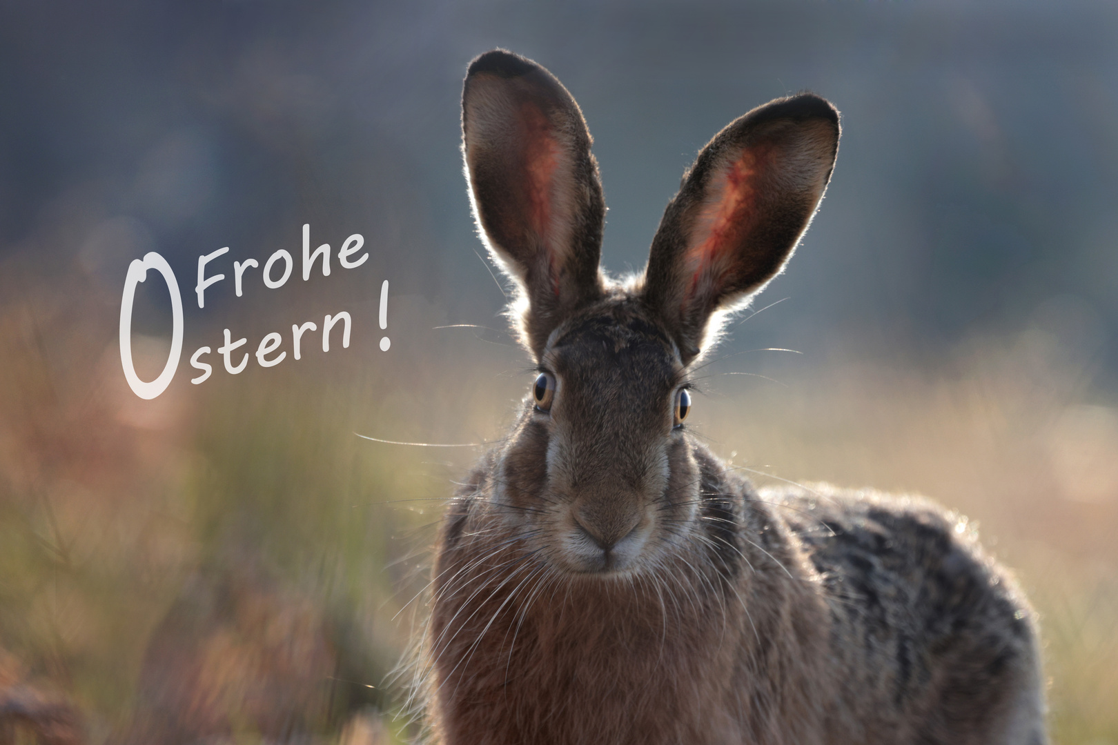 Ostergruß Foto & Bild | ostern, hase, natur Bilder auf fotocommunity