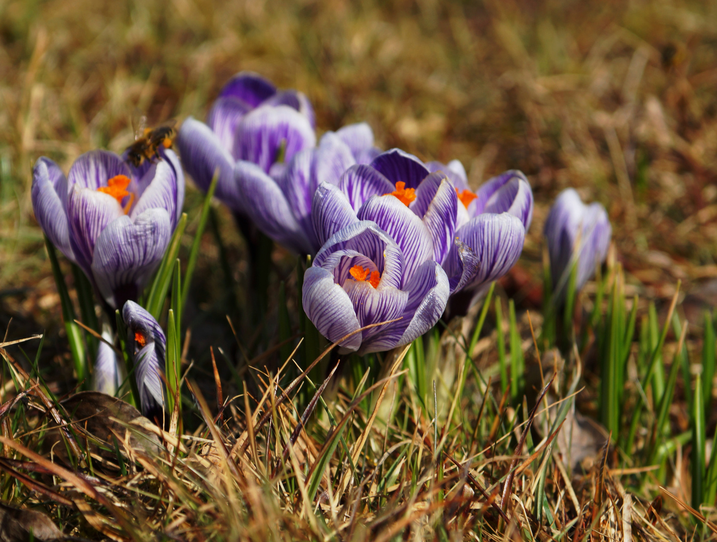 Ostergruß Foto & Bild | pflanzen, pilze & flechten, blüten