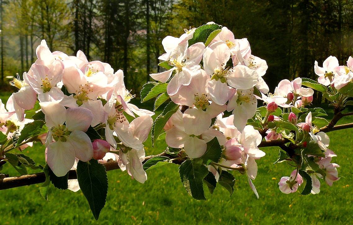 Ostergruß, Apfelblüte auf einer Obstwiese im Weserbergland