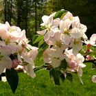 Ostergruß, Apfelblüte auf einer Obstwiese im Weserbergland