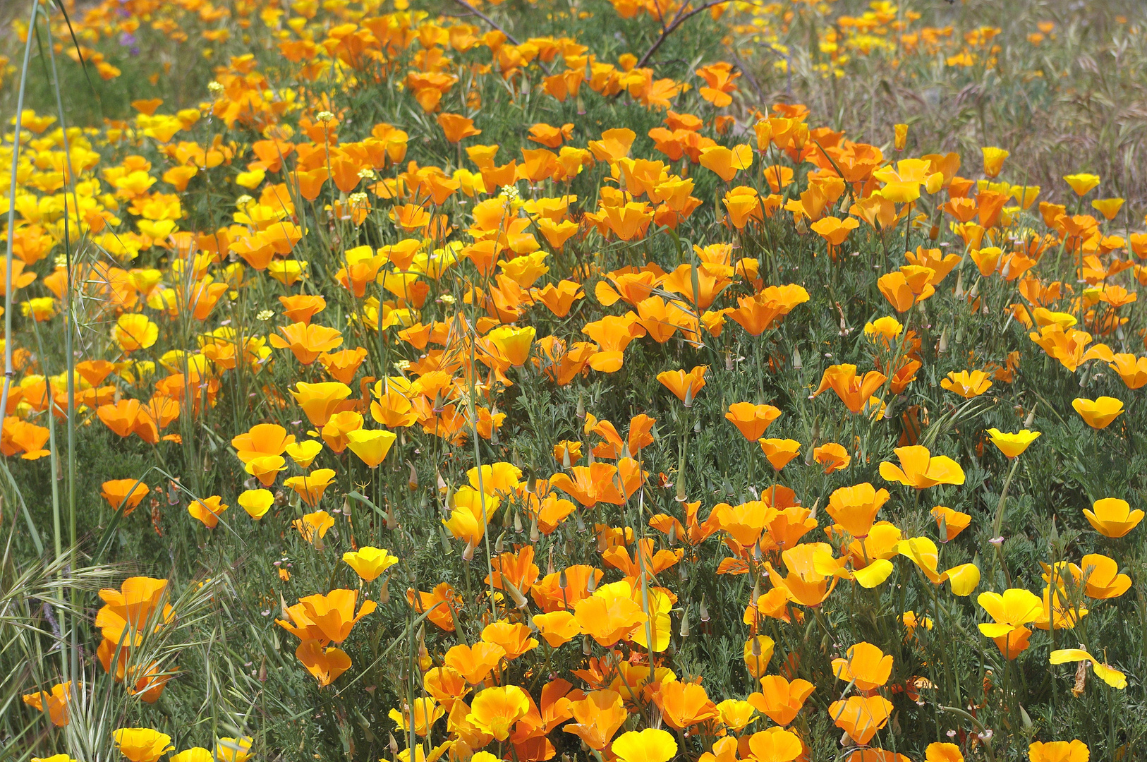 Ostergruß aus dem Blumenort Vilaflor.