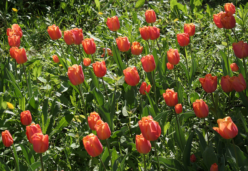 Ostergruß aus Favoriten