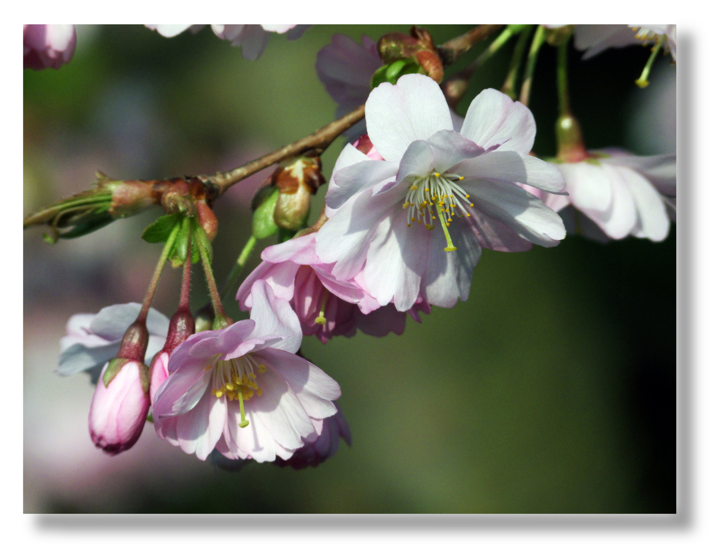 Ostergruß mit Mandelblüten