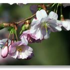 Ostergruß mit Mandelblüten