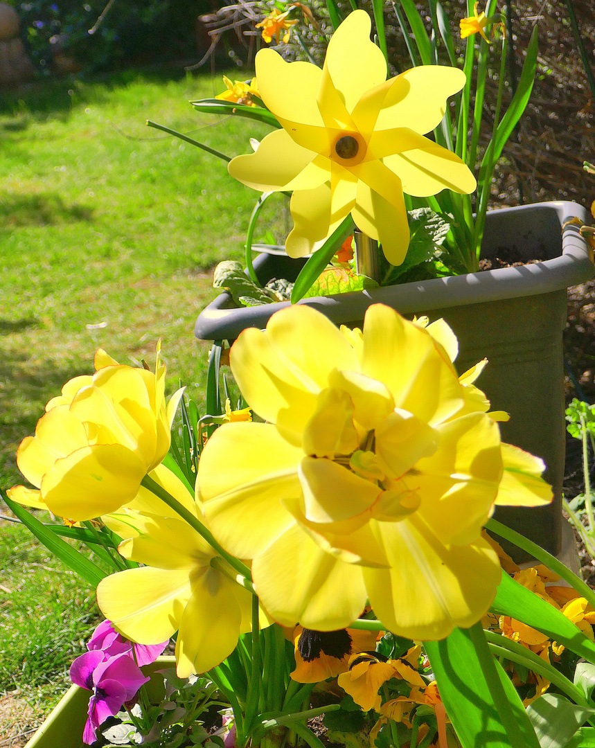 Ostergruß: Tulpen und Windrad