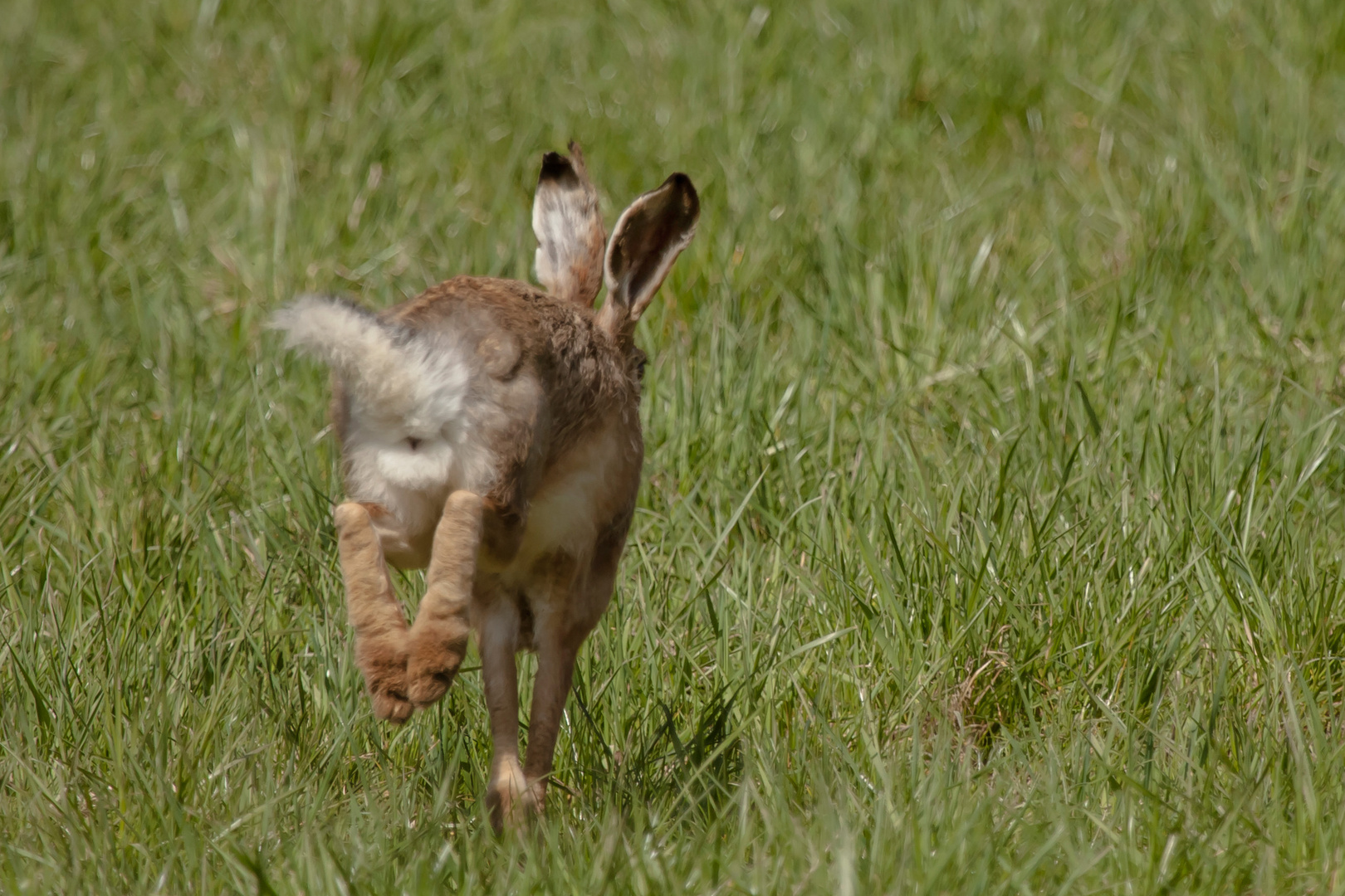 Osterhase