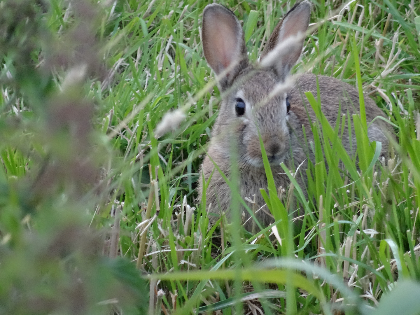 Osterhase