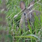 Osterhase