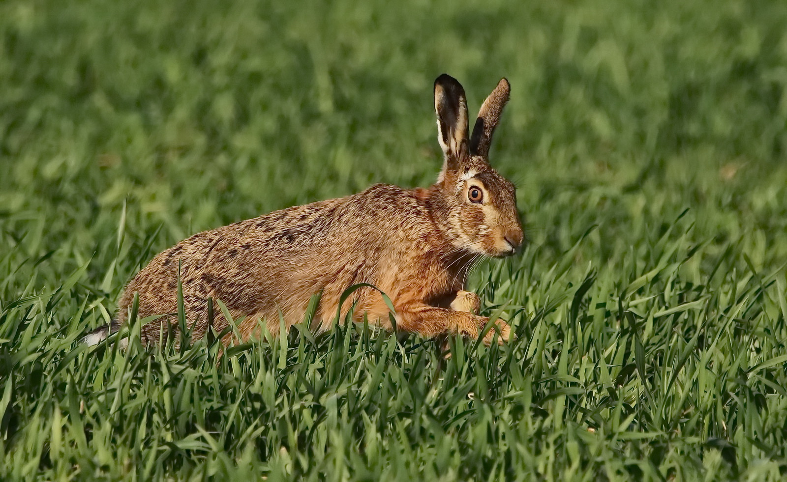 Osterhase