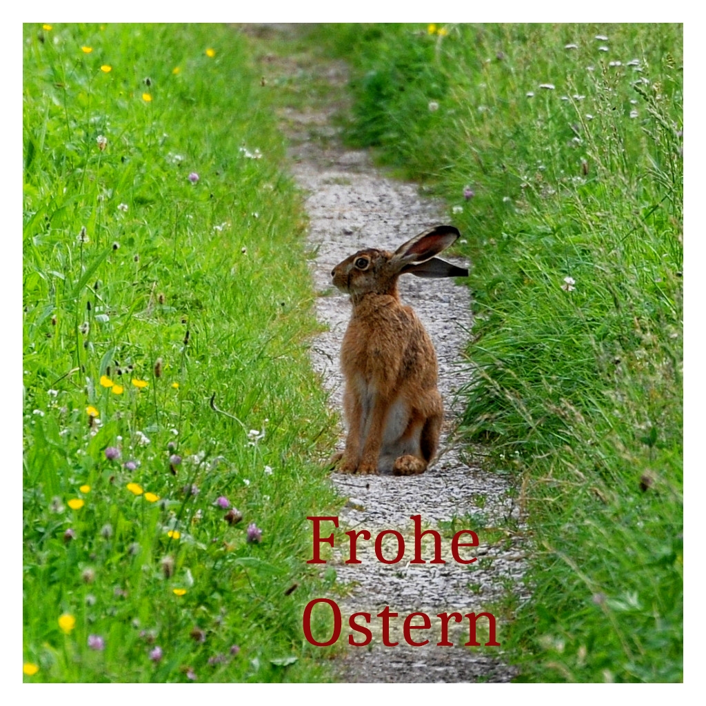 Osterhase