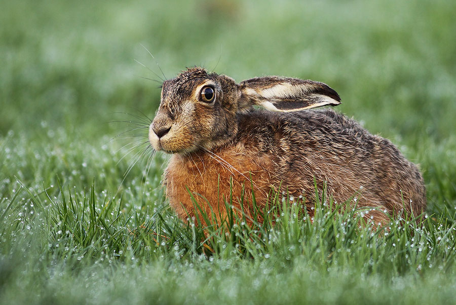 Osterhase?