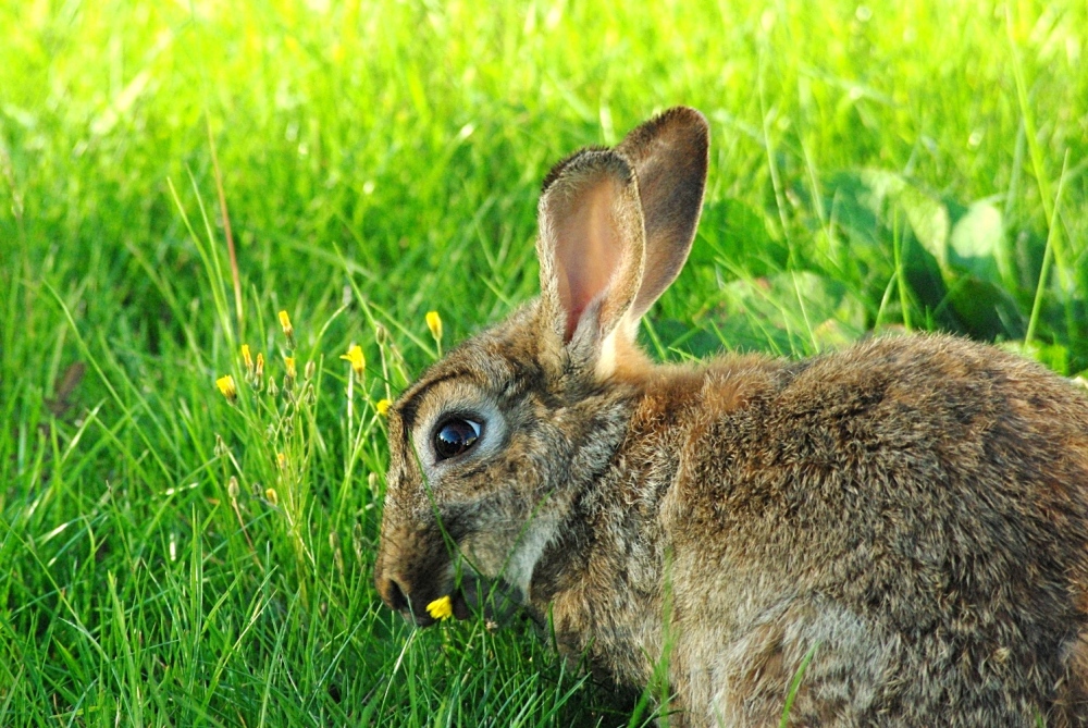 Osterhase 1