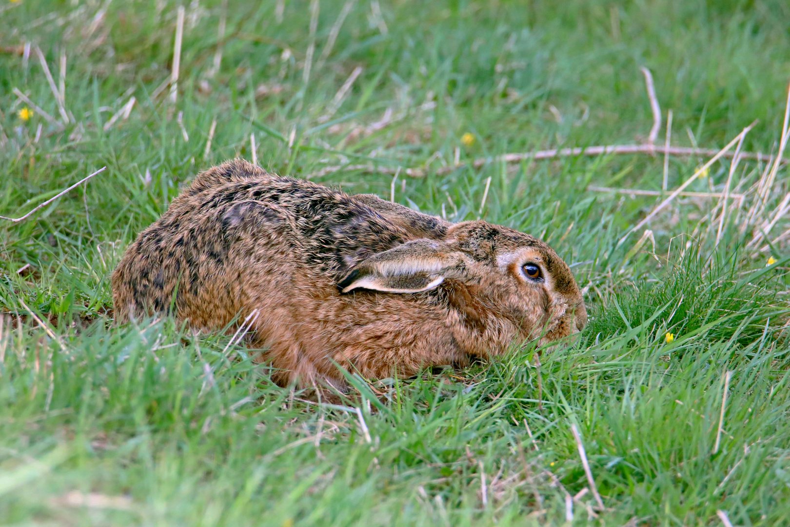 Osterhase 1