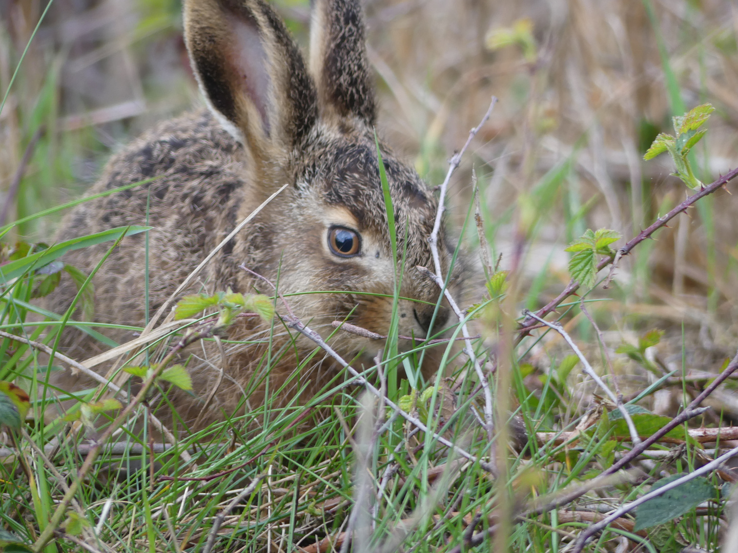 Osterhase 