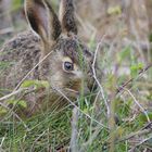 Osterhase 