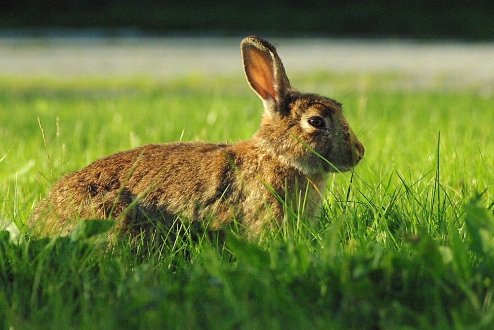 Osterhase 2