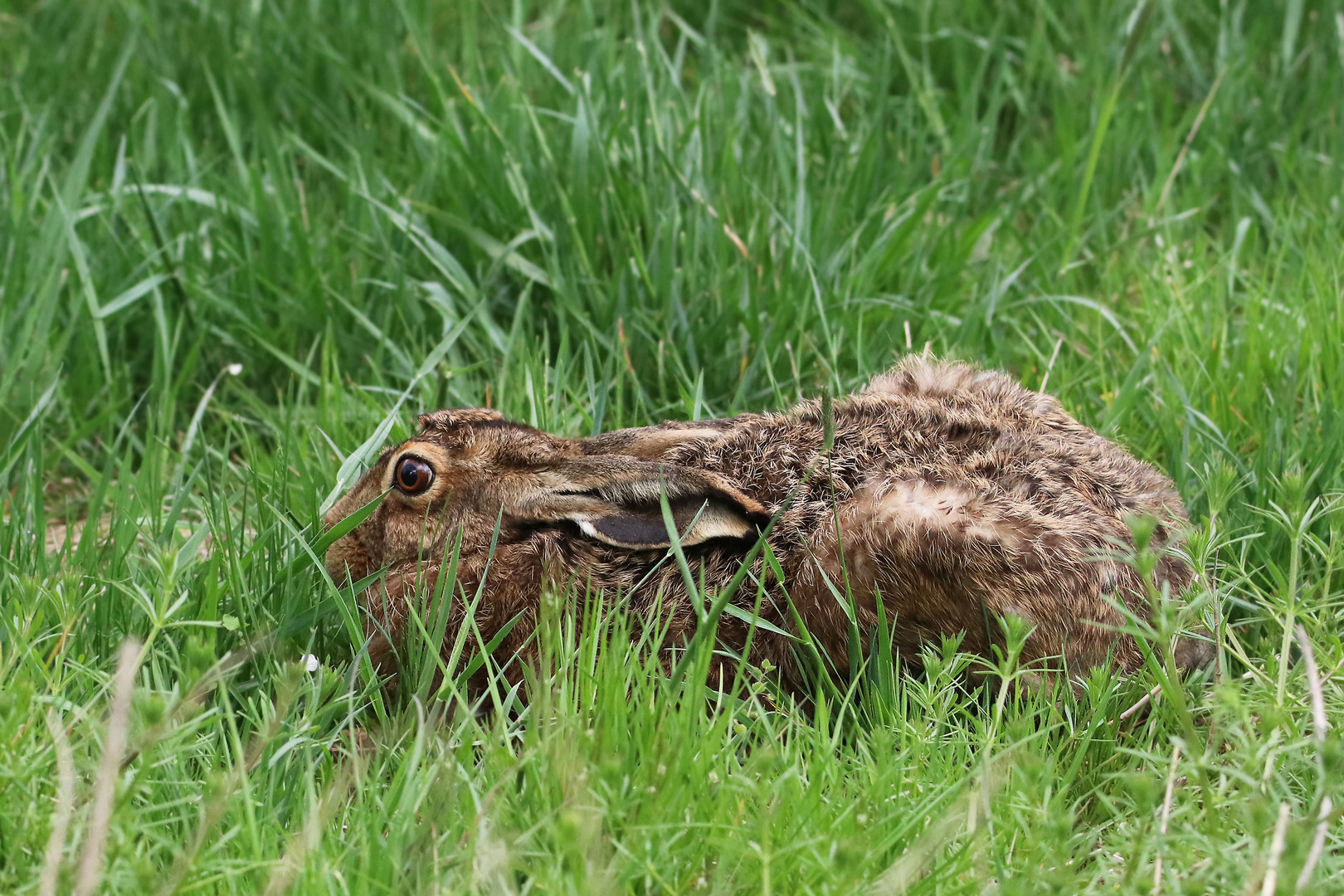 Osterhase 2