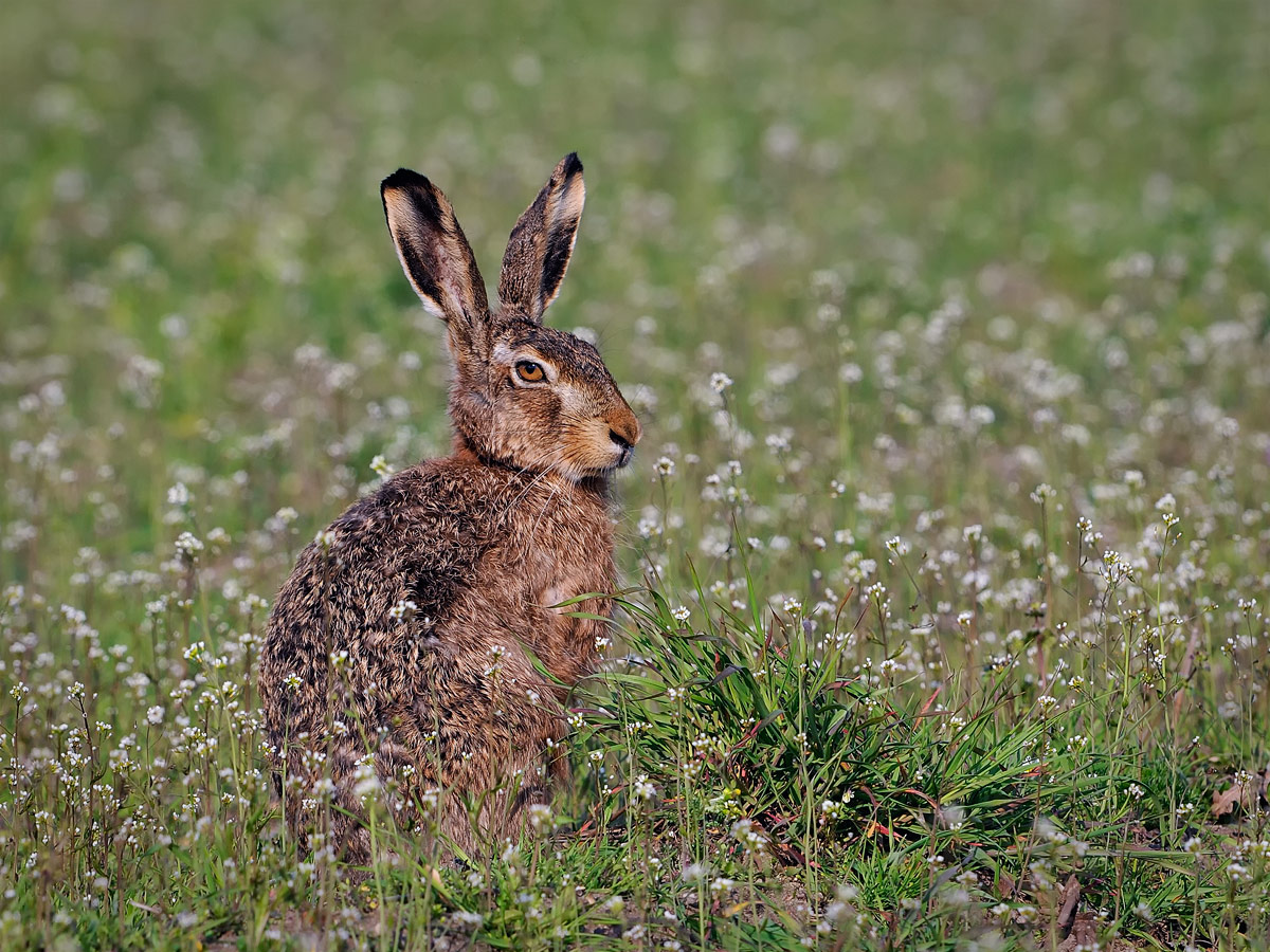 Osterhase 2011