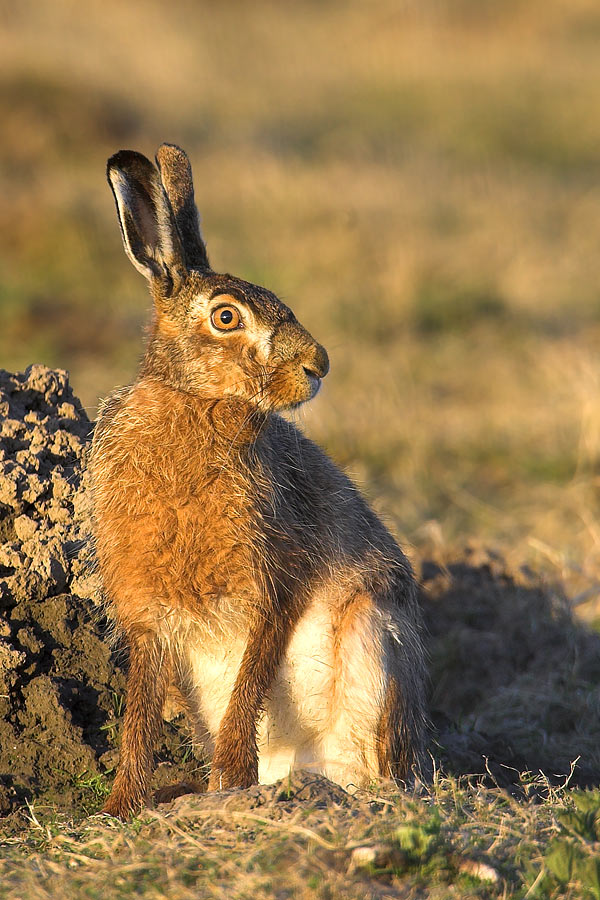 Osterhase....