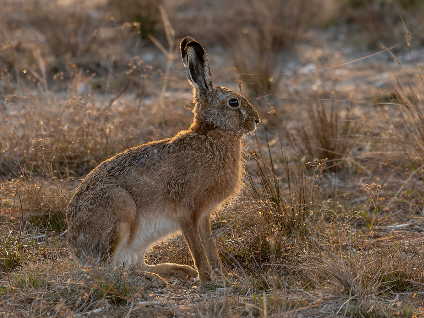 ´´Osterhase``