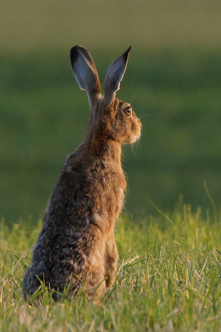 Osterhase