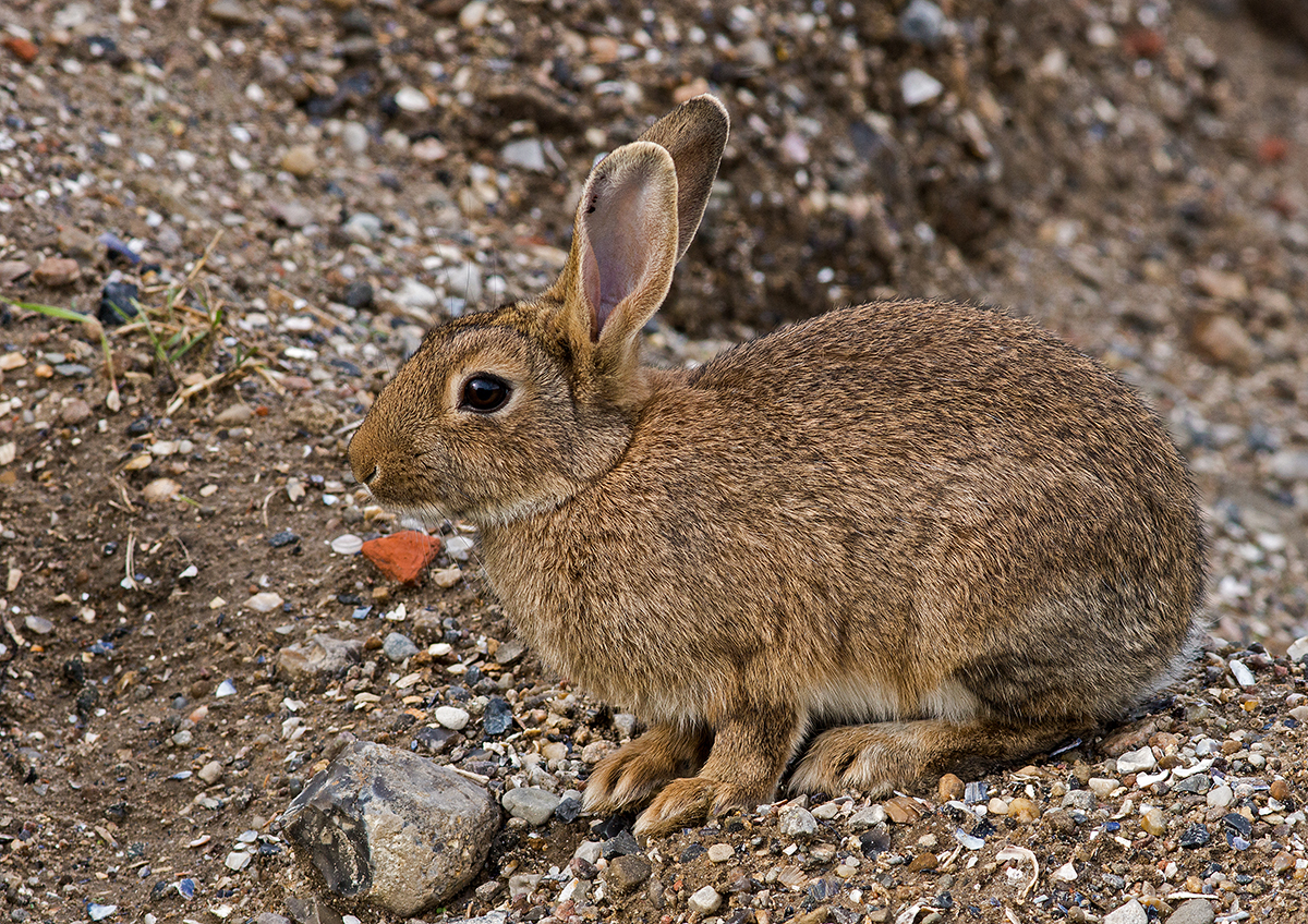 Osterhase