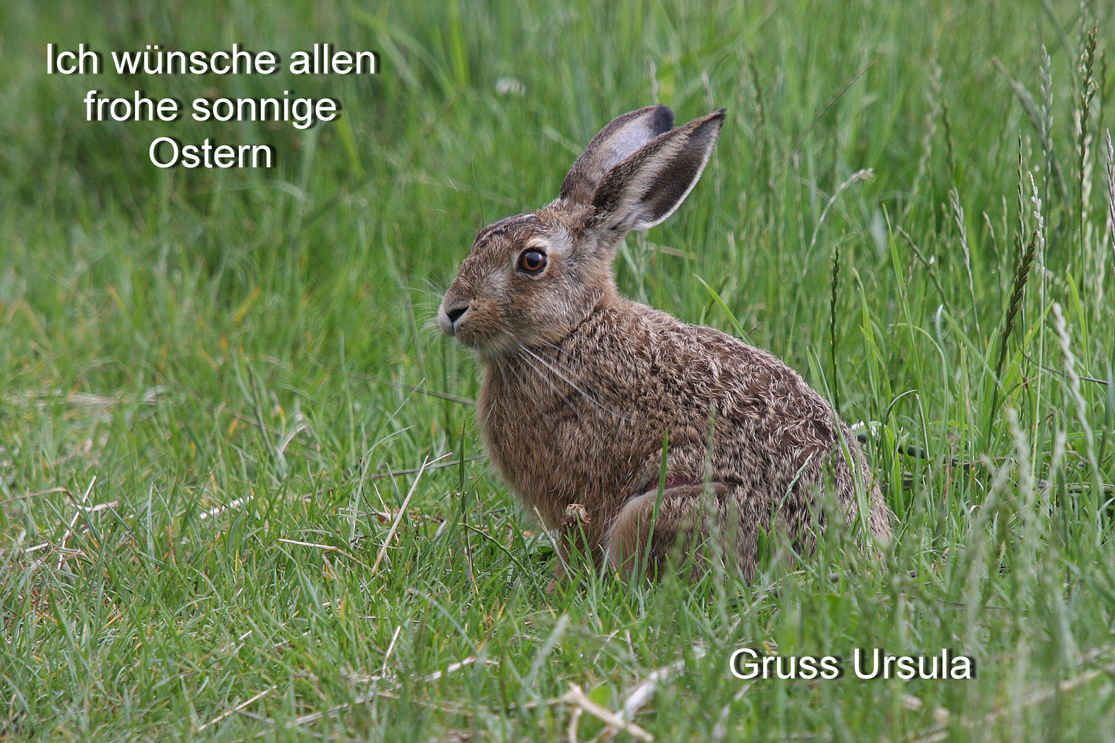 Osterhase ? Foto & Bild tiere, wildlife, natur Bilder auf