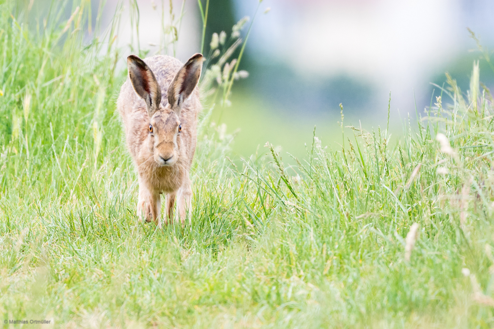 (Oster)Hase