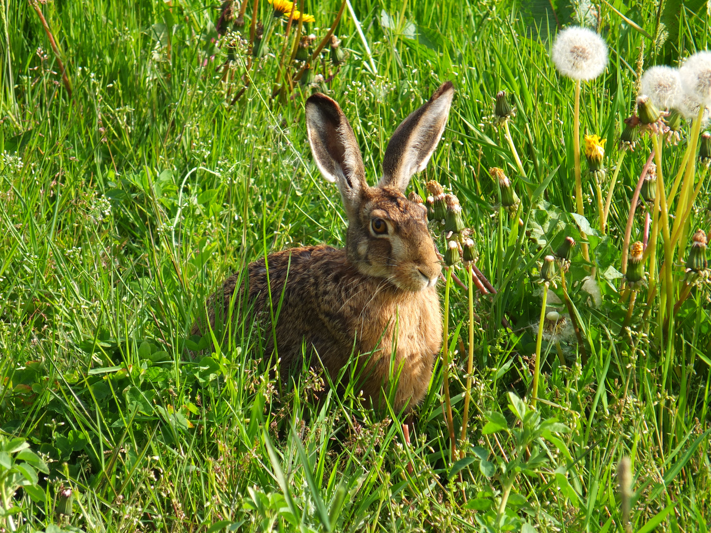 Osterhase