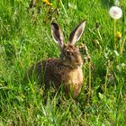 Osterhase