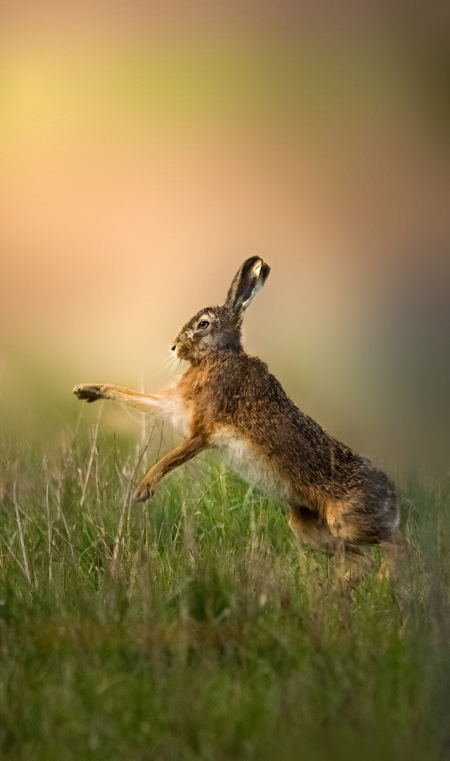 Osterhase