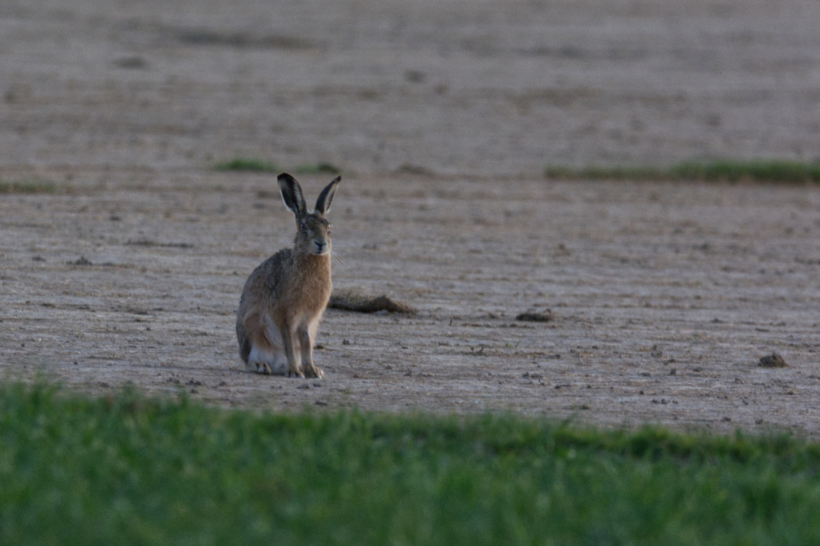 Osterhase ?