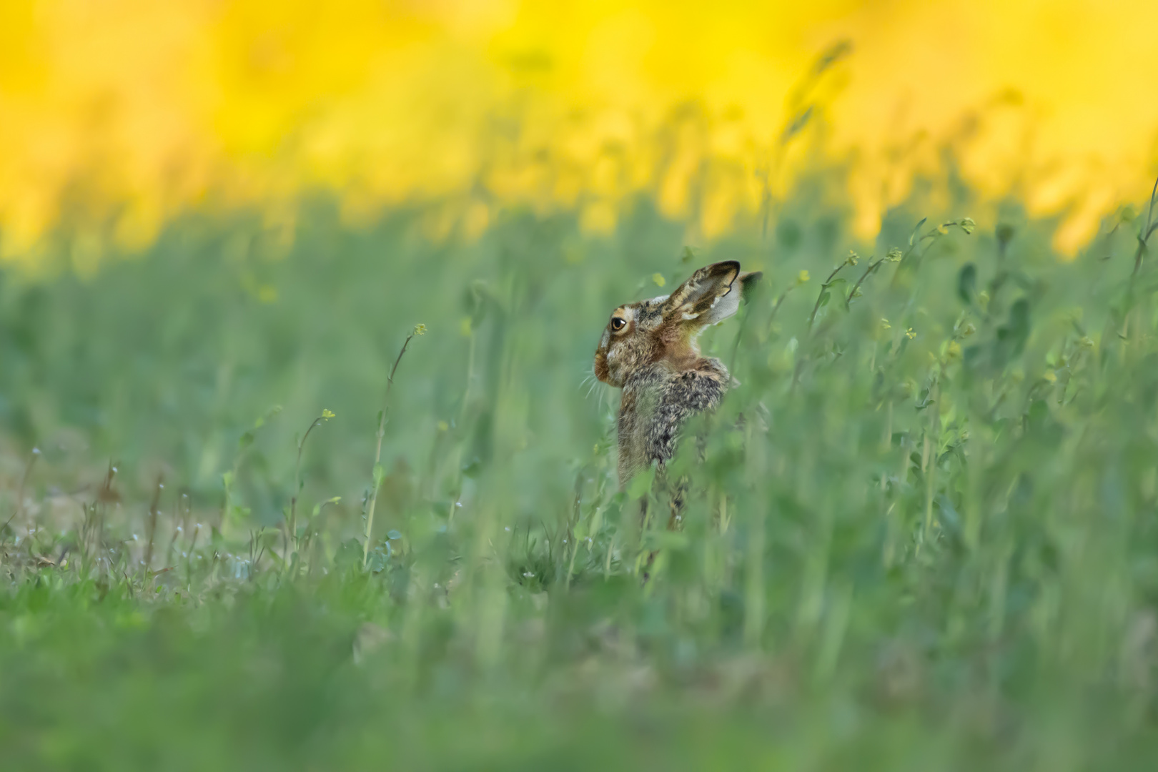 Osterhase