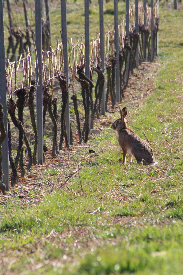 Osterhase