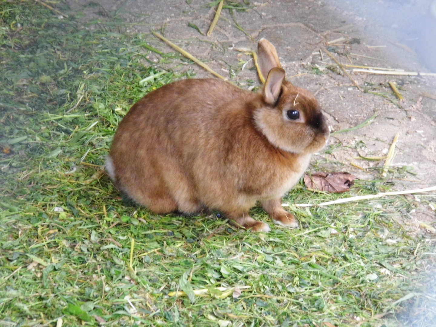 Osterhase