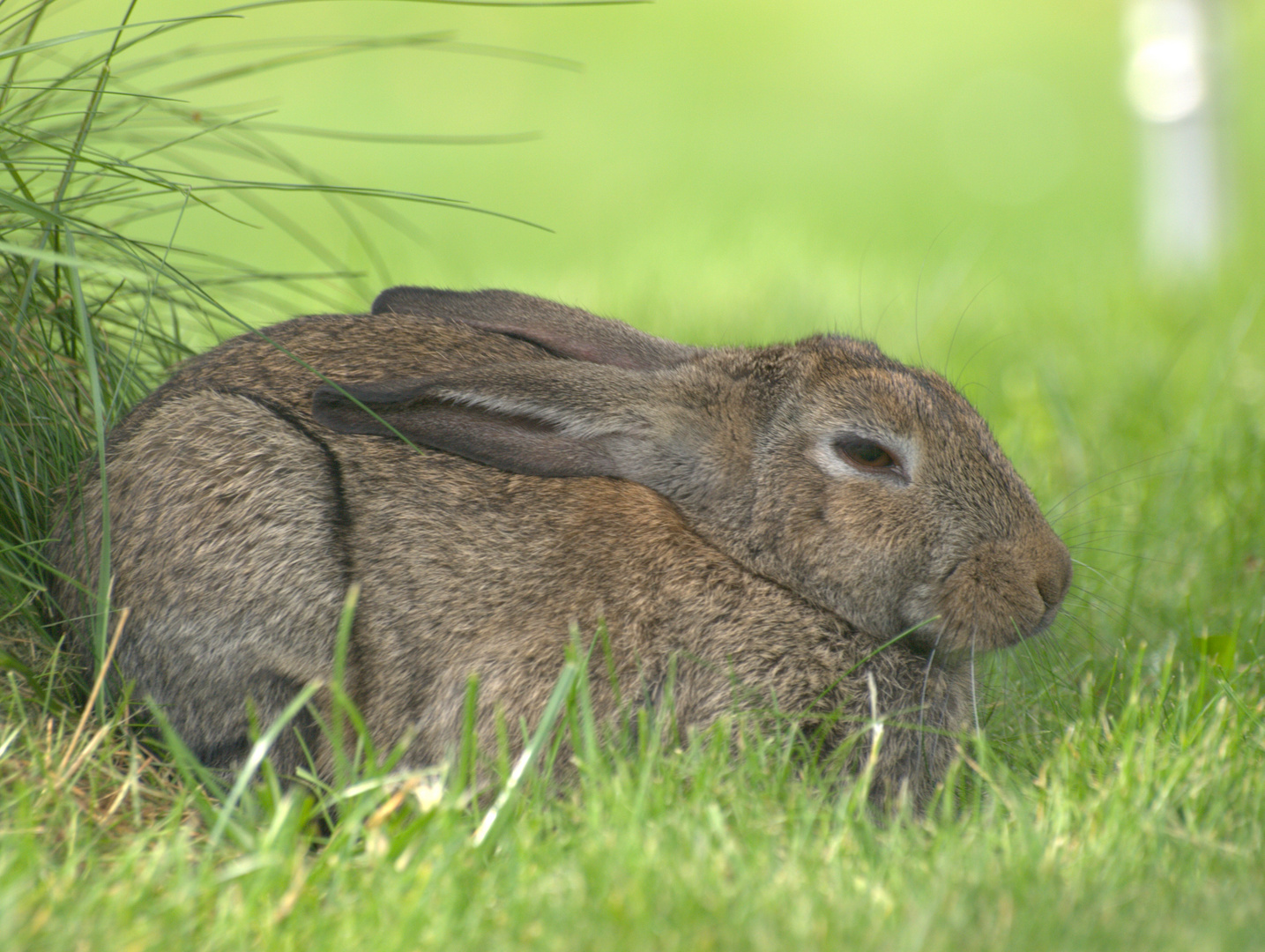 Osterhase