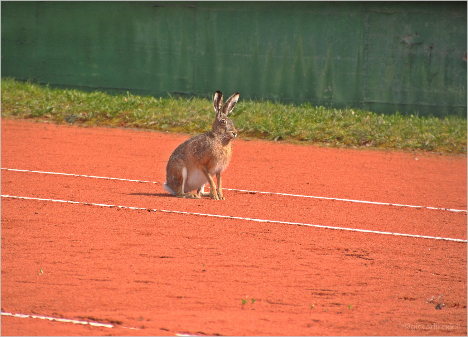 Osterhase