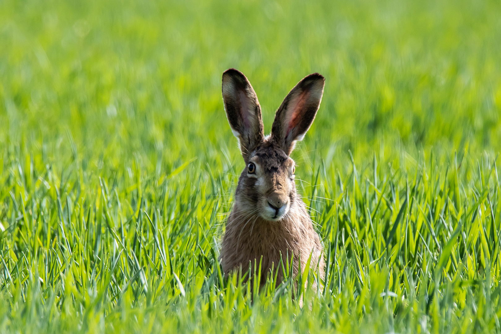 Osterhase