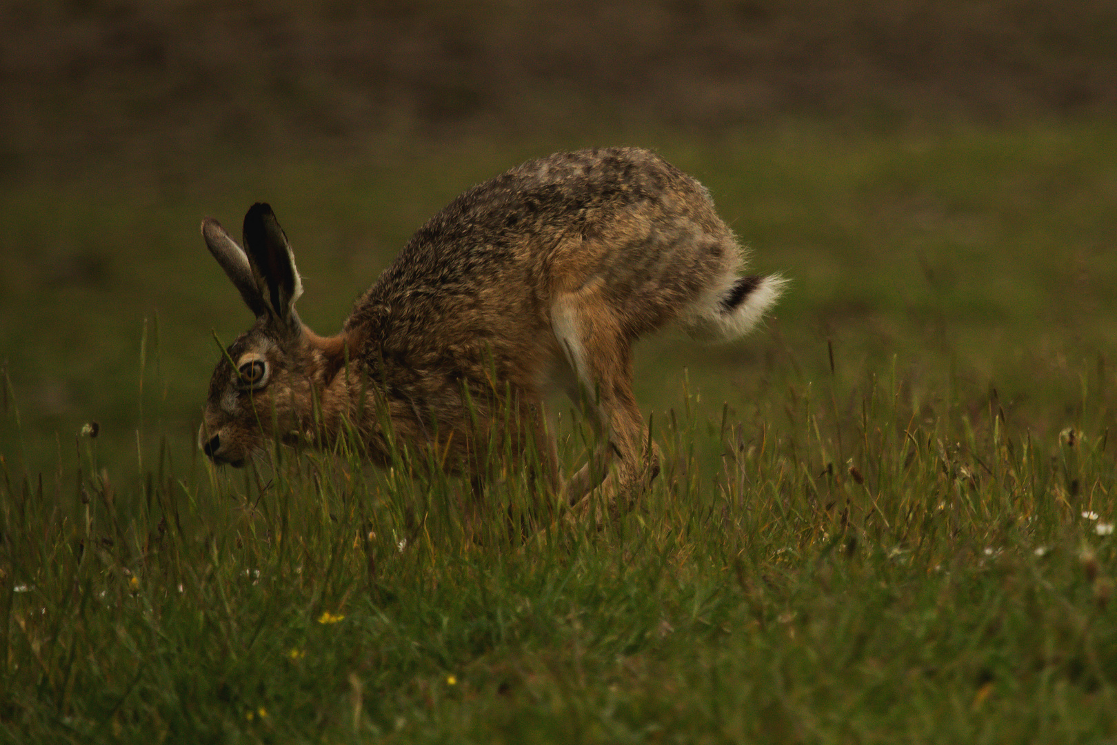 Osterhase ?