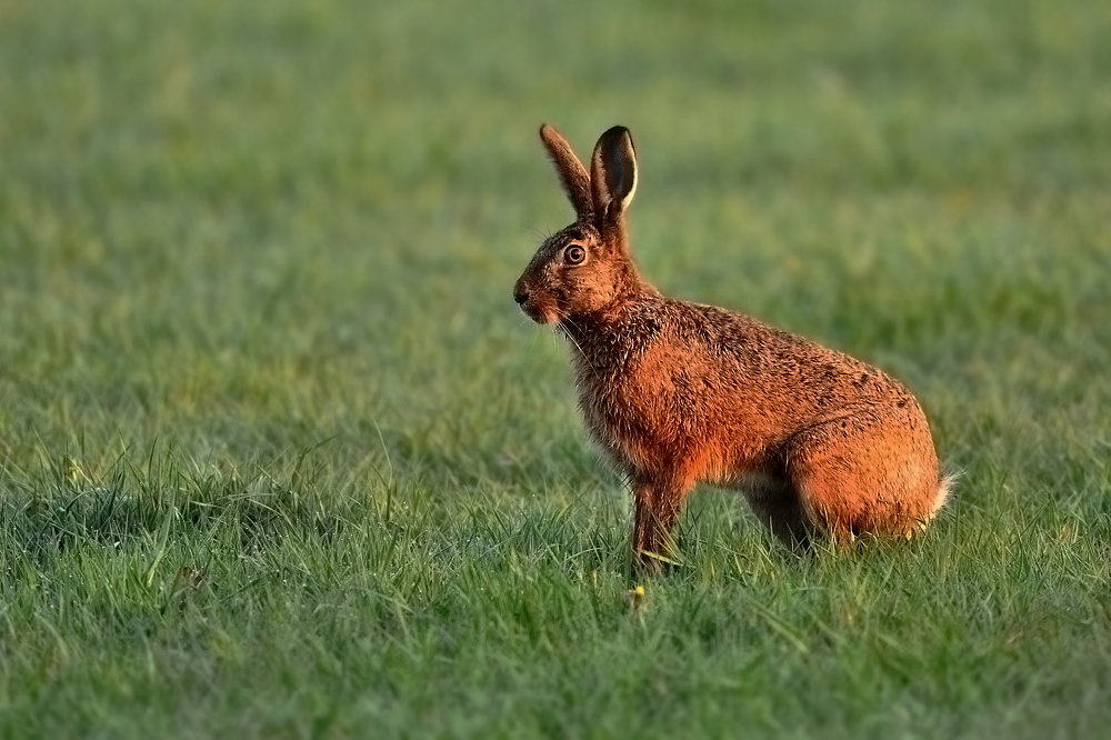 Osterhase am frühen Morgen gesichtet