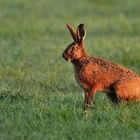 Osterhase am frühen Morgen gesichtet