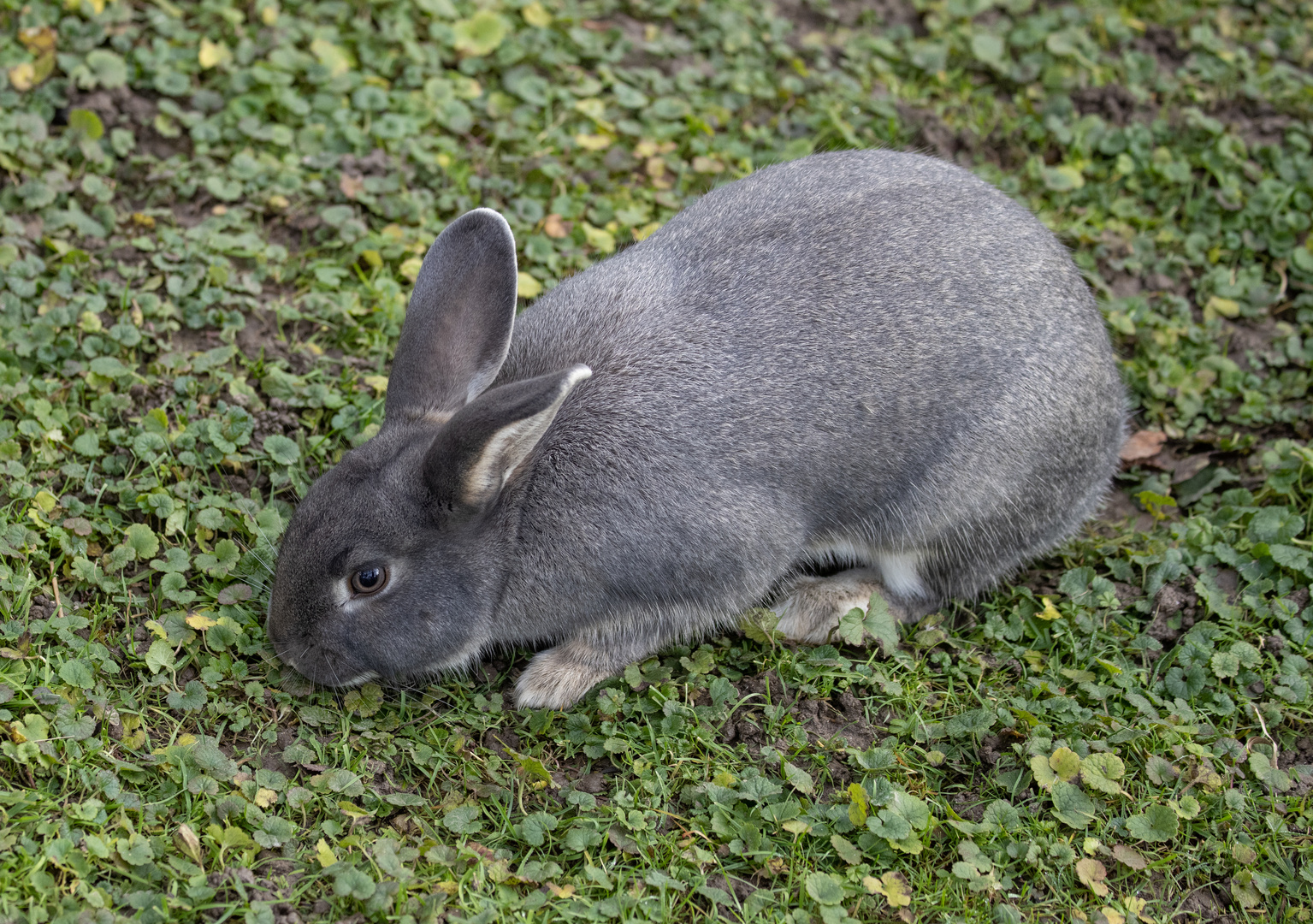 Osterhase an Weihnachten