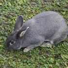 Osterhase an Weihnachten