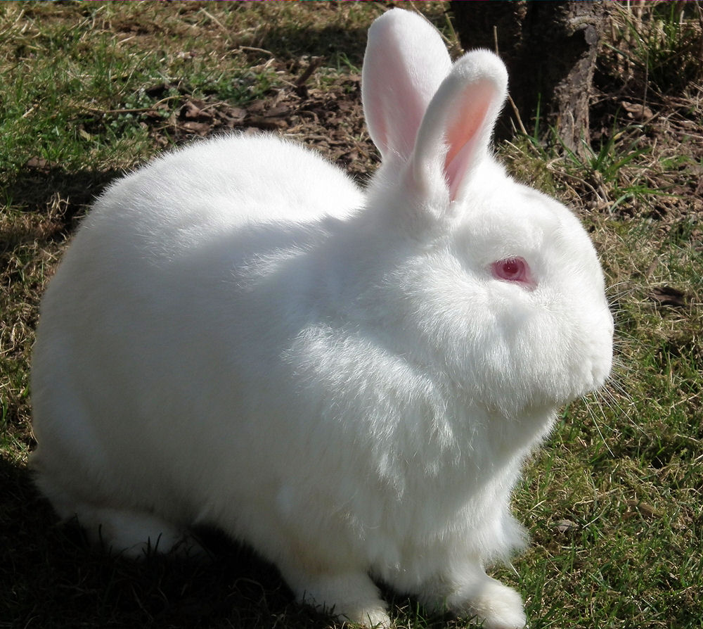 Osterhase auf der Flucht :-